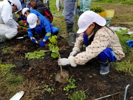 「２分の１成人式」信更小学校児童がブドウ苗木植え付け