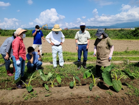 「さといも善光寺」ほ場講習会